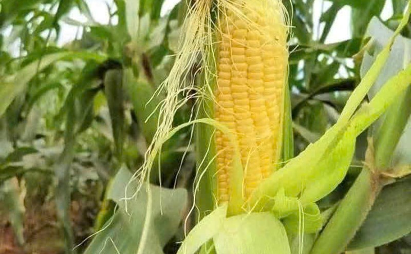 Corn silk water has the effect of supporting kidney detoxification if used regularly. Photo: Quang Minh.