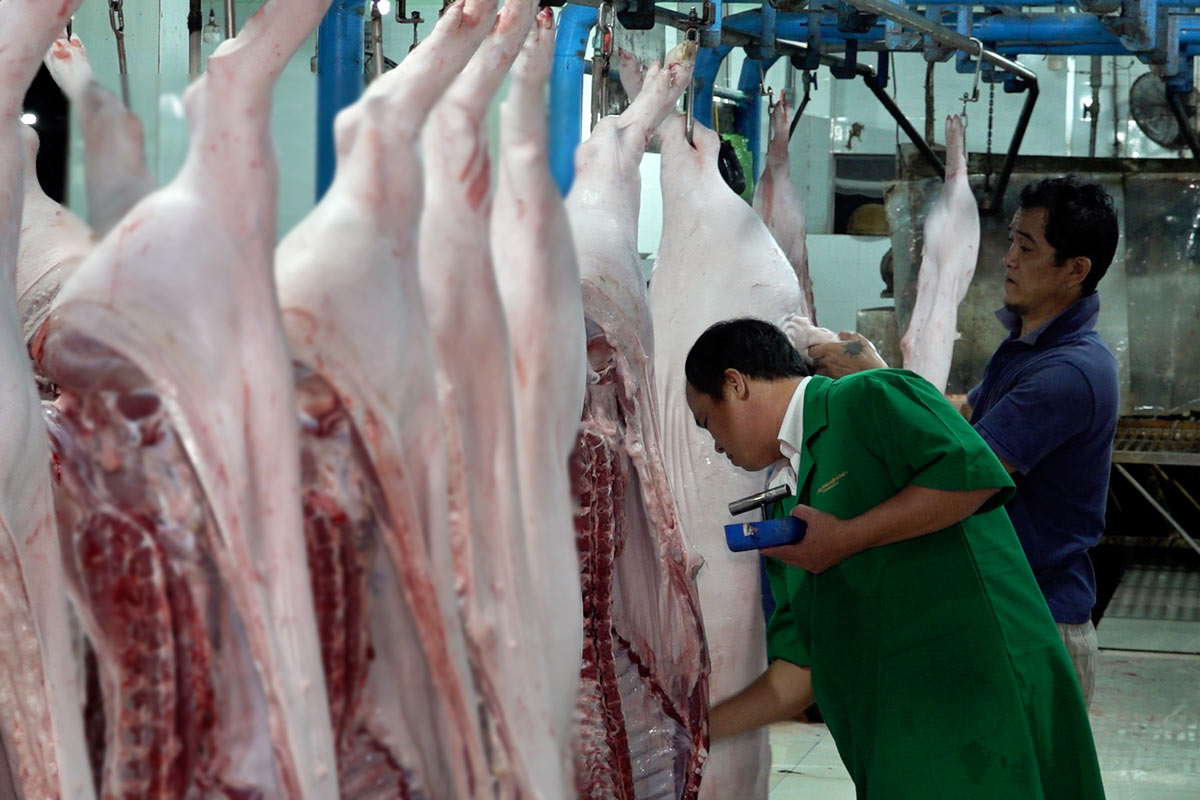 Officers of the Department of Animal Husbandry and Veterinary Medicine of Can Tho City control slaughter at the concentrated slaughterhouse. Photo: Doan Hung