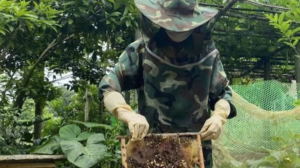 Hoi vien Chi hoi nguoi cao tuoi xom Trong 2, xa Thuong Coc (Lac Son) guong mau trong phat trien kinh te voi mo hinh nuoi ong lay mat, nang cao thu nhap gia dinh. Anh: DVCC