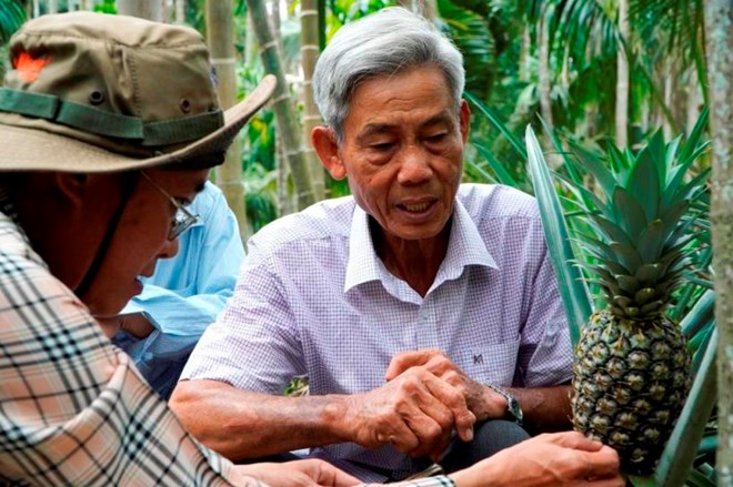 Mo hinh khom - cau - dua mang lai hieu qua kinh te cao cho nong dan va khong lo han man. Anh: Nguyen Anh