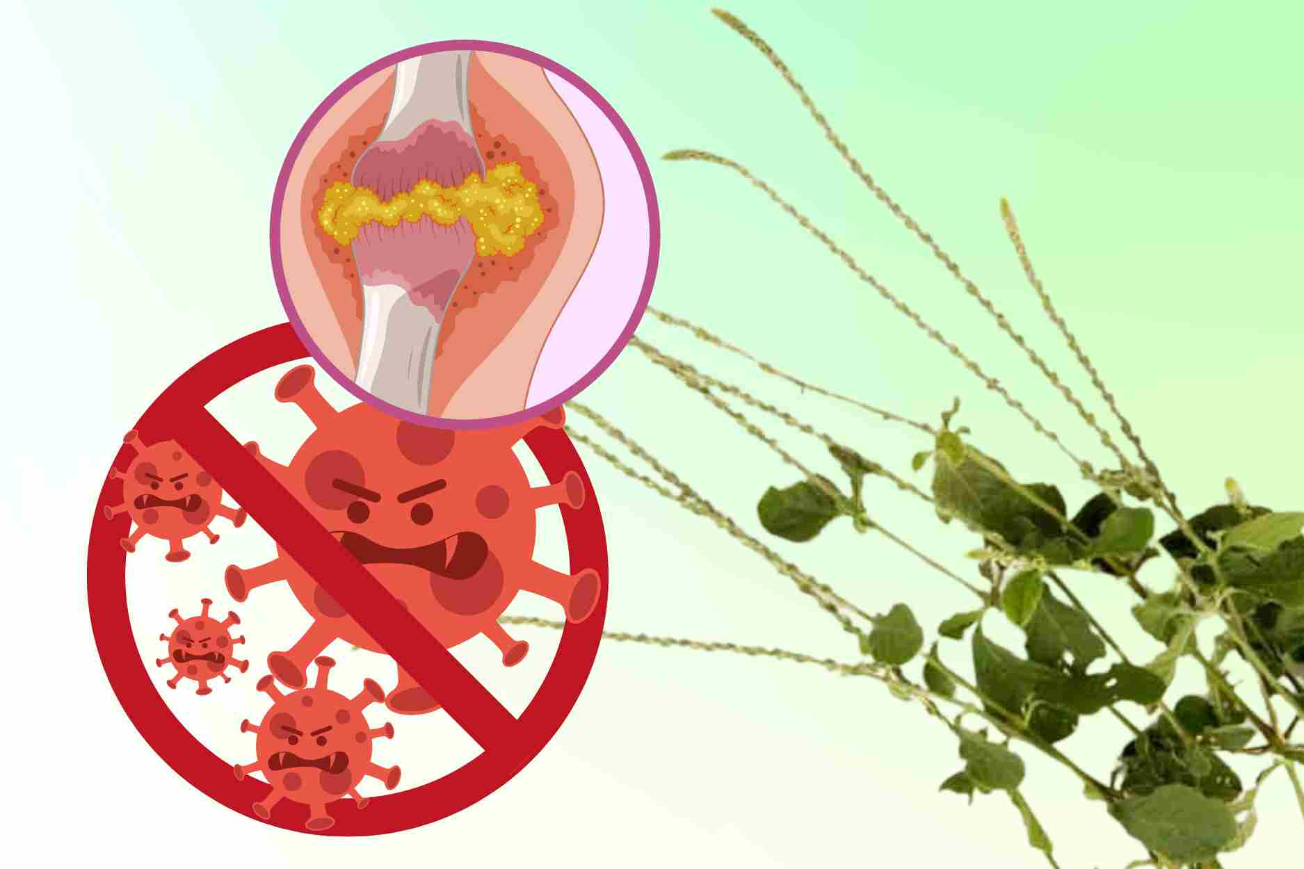 This type of weed effectively controls uric acid levels. Graphics: Dinh Dinh