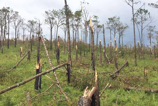 Đấu giá khu rừng hơn 197ha bị thiệt hại do bão Yagi ở Quảng Ninh