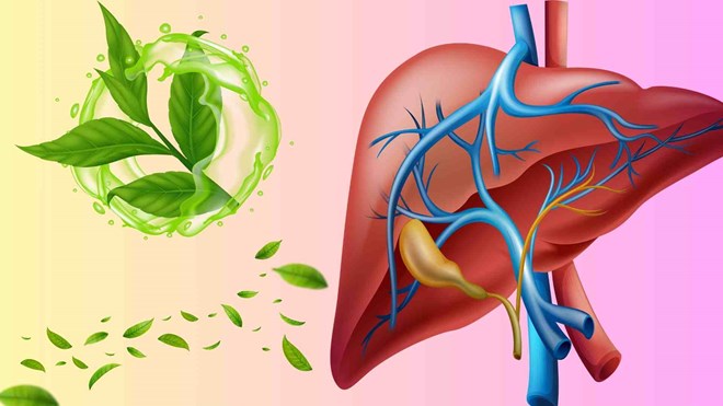 Thời điểm vàng uống trà xanh để hỗ trợ thải độc gan hiệu quả