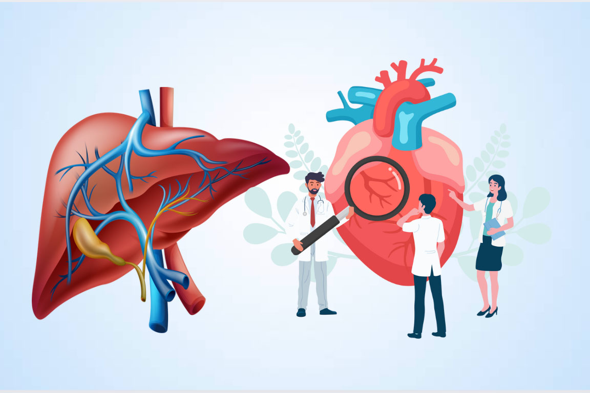 You need to check your liver health to keep your heart healthy. Graphics: Thien Nhan