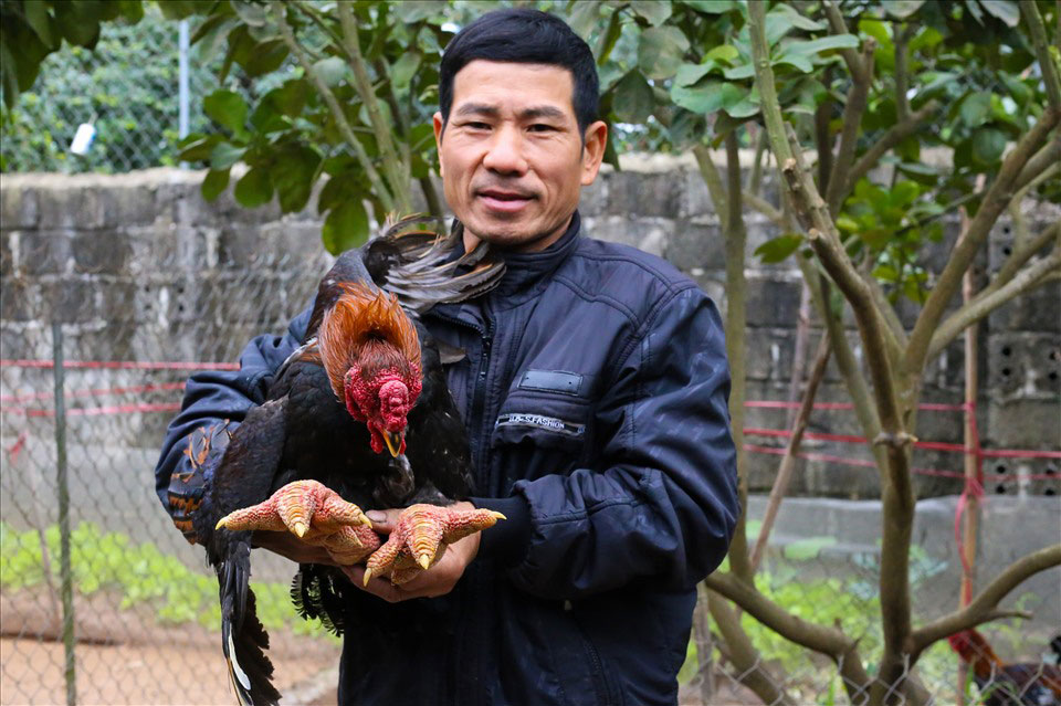 Ga Dong Tao con duoc menh danh la tien vua. Anh: Lan Nhu