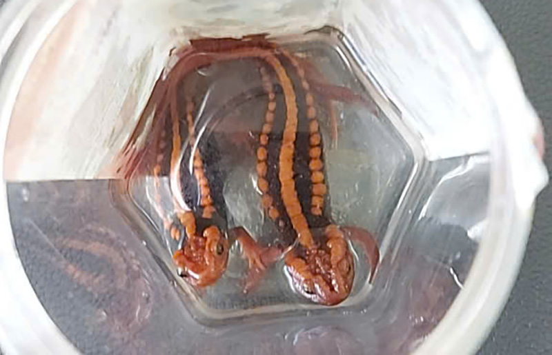 2 peces de pez peces: pertenecientes a los raros animales salvajes acaban de ser liberados por las autoridades de Dien Bien. Foto: Dien Bien Ranger