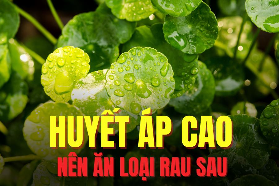 Gotu kola can help people with high blood pressure. Graphics: Tra My