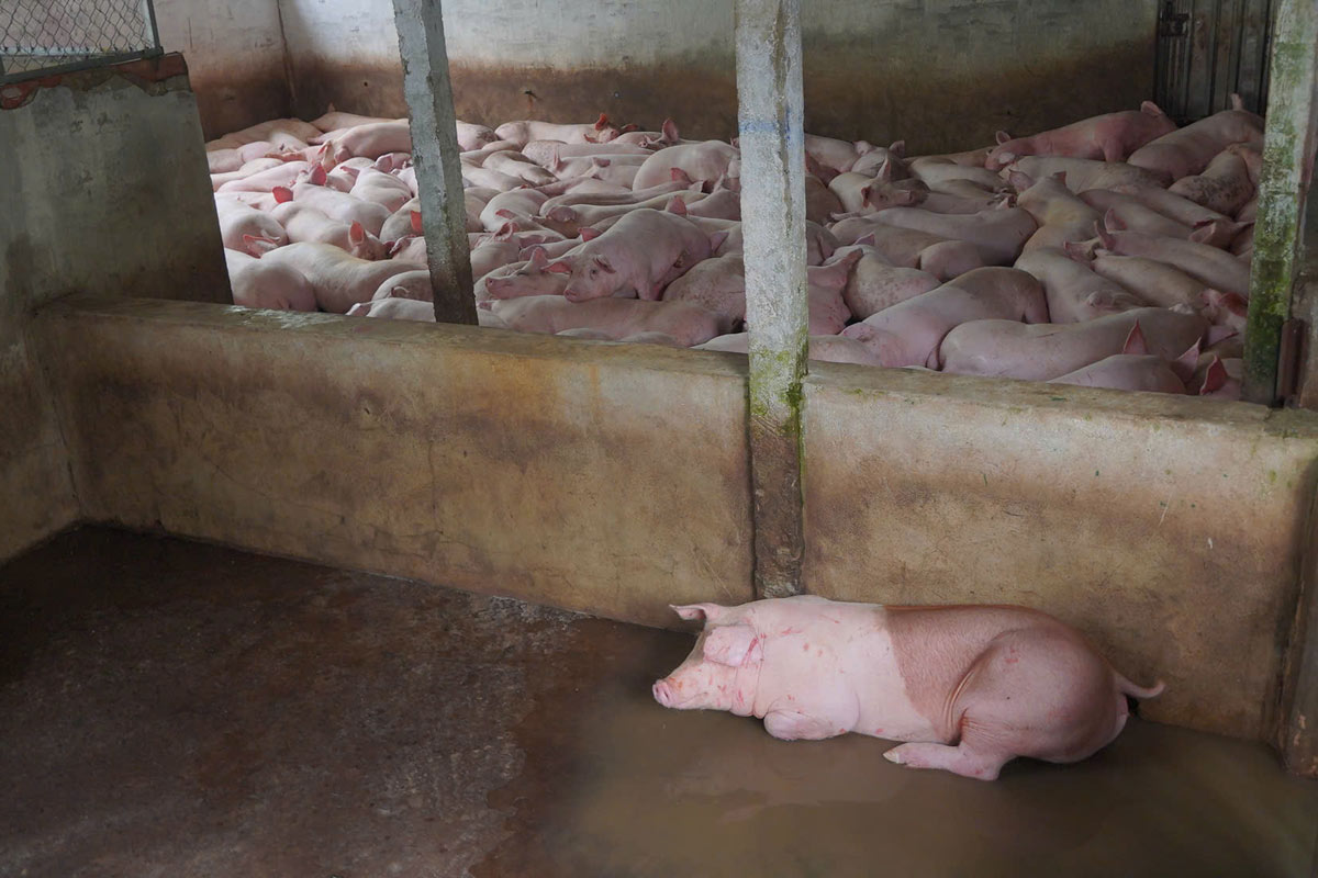Dung - Nga slaughterhouse processes pork slaughter for CP Company in Phung Hiep district, Hau Giang province. Photo: Ta Quang