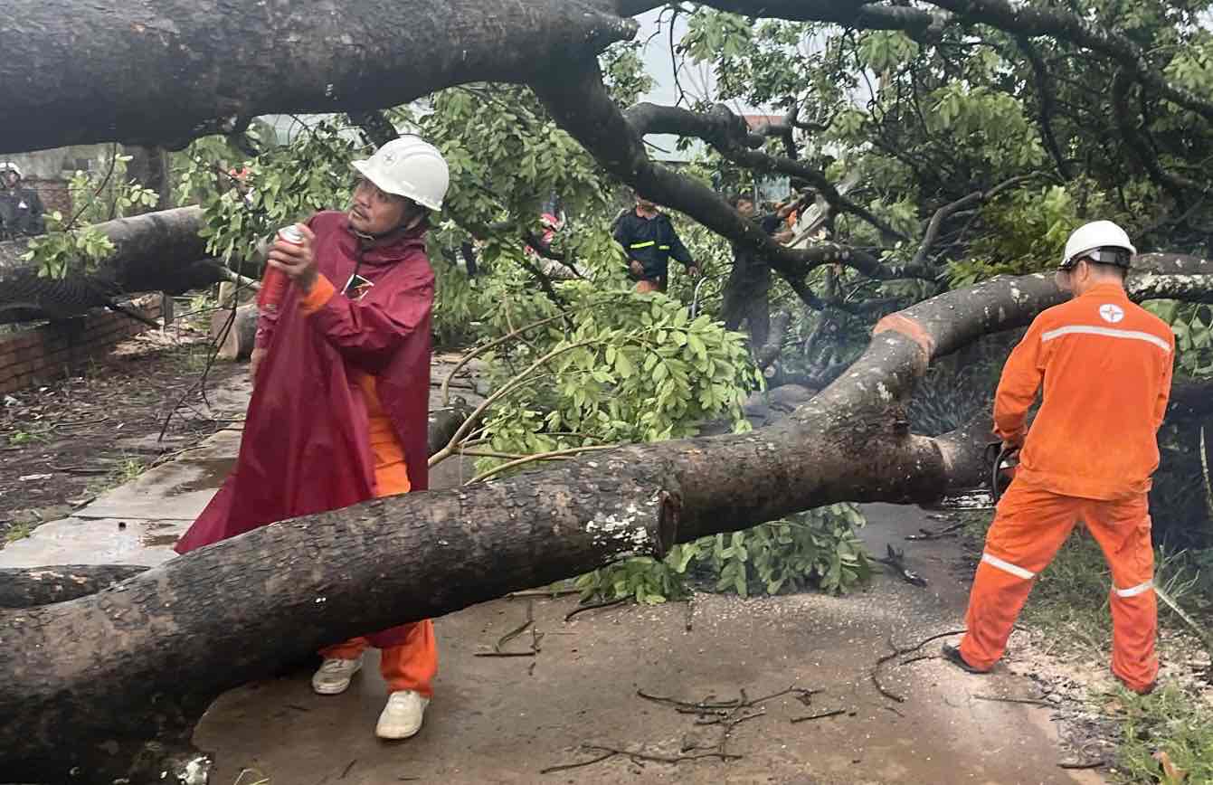 La industria de la electricidad en Dong Nai manejo urgentemente los arboles y aplasto la linea de voltaje medio, lo que provoco que cientos de hogares pierdan energia. Foto: HAC