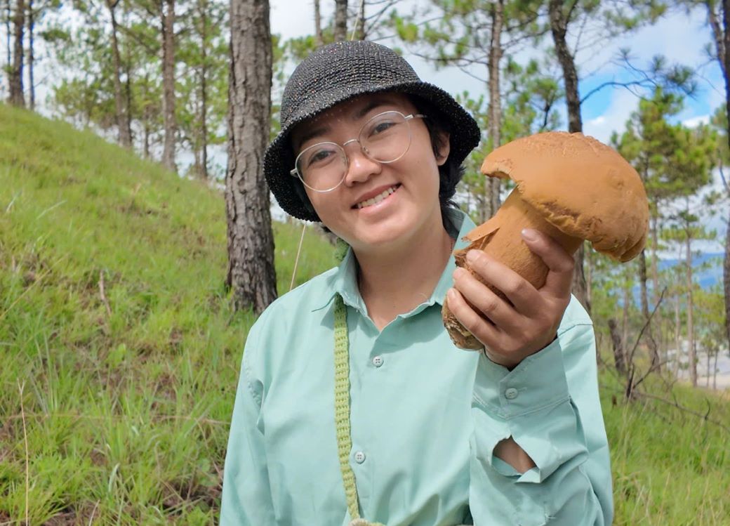 Las orejas de hongos en el bosque se consideran brotes celestiales. Foto: Lam Hong