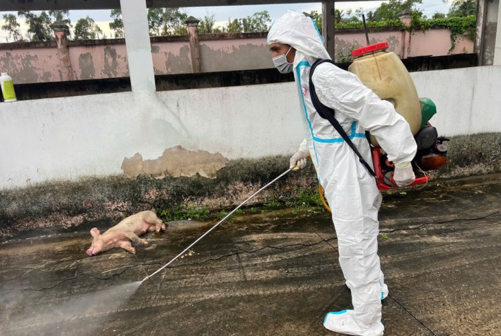 The authorities in Bac Lieu are destroying the green-eared pigs. Photo: Nhat Ho