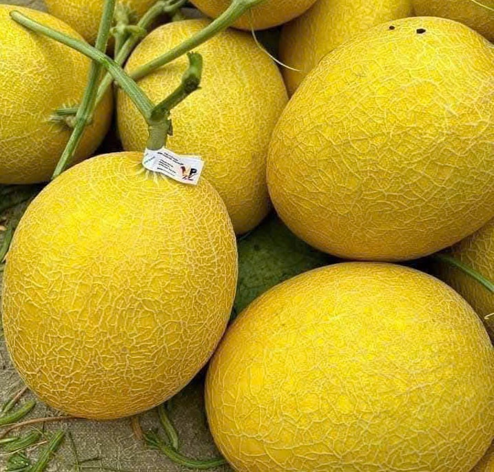 Cantaloupe has many benefits to help nourish the kidneys. Photo: Quang Minh.