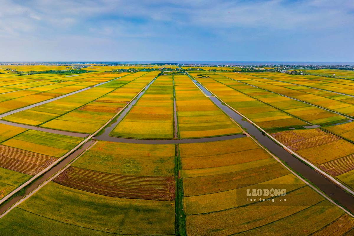 The pieces of rice like rectangles are all scattered in Dong Co commune (Tien Hai district, Thai Binh province). Photo: Trong Cung