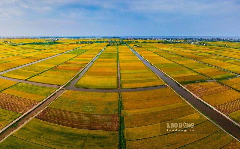 The pieces of rice like rectangles are all scattered in Dong Co commune (Tien Hai district, Thai Binh province). Photo: Trong Cung
