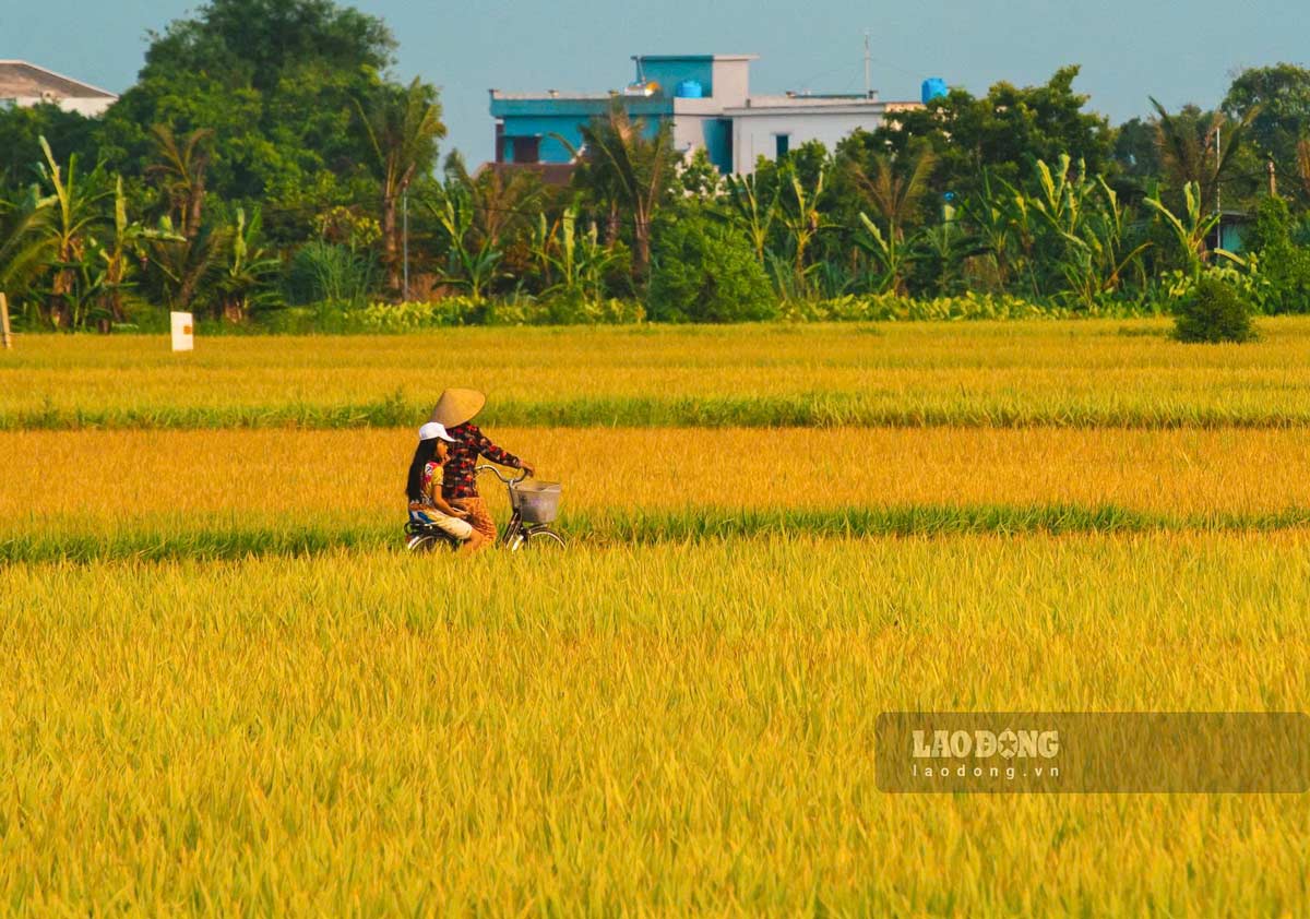 Nhung manh lua chin vang 