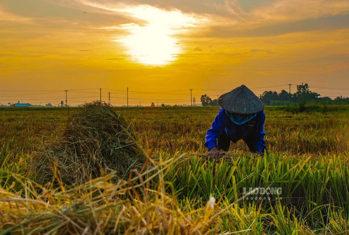 Canh nguoi dan thu hoach rom ra khi gat xong 
