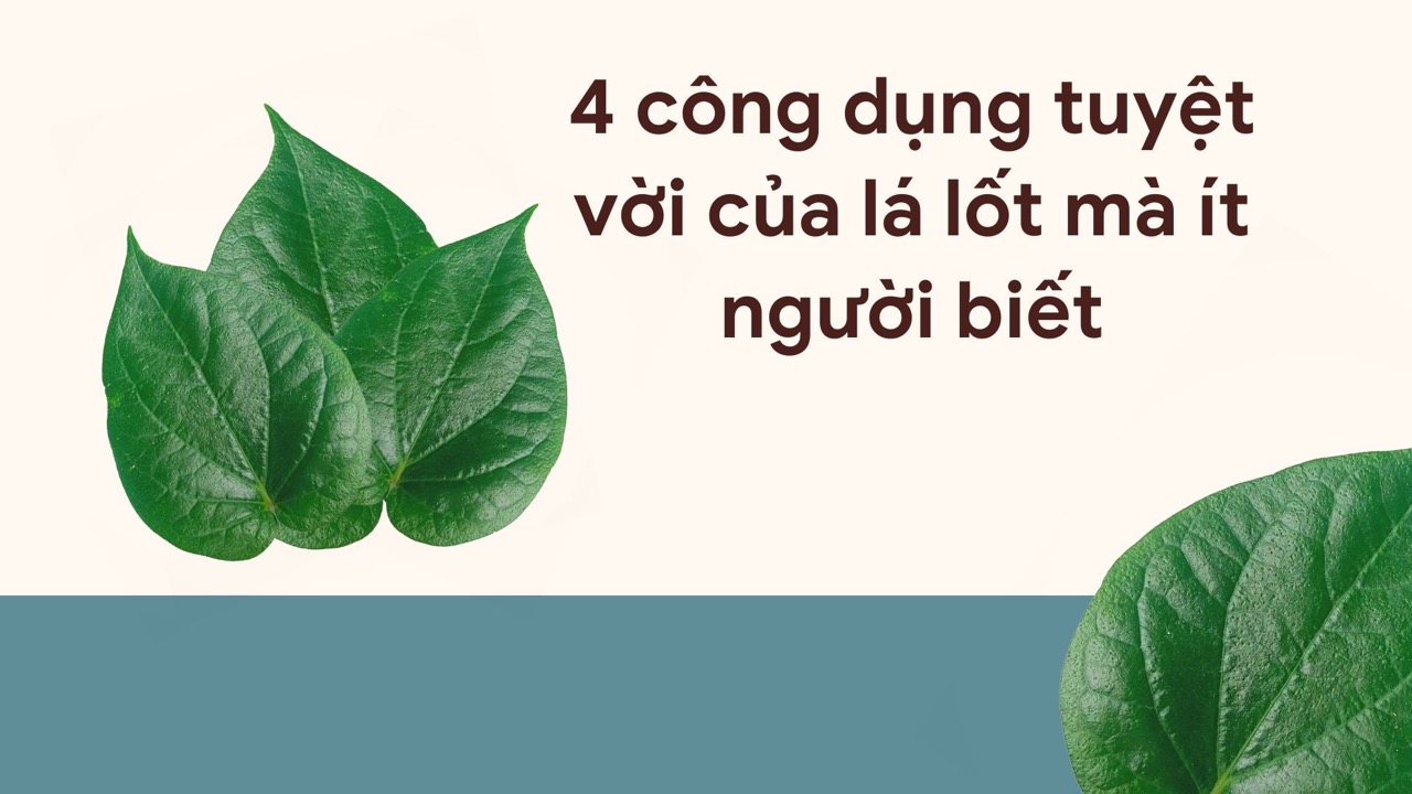 Lotus leaves help treat mild gynecological inflammation. Graphic photo: Huong Son