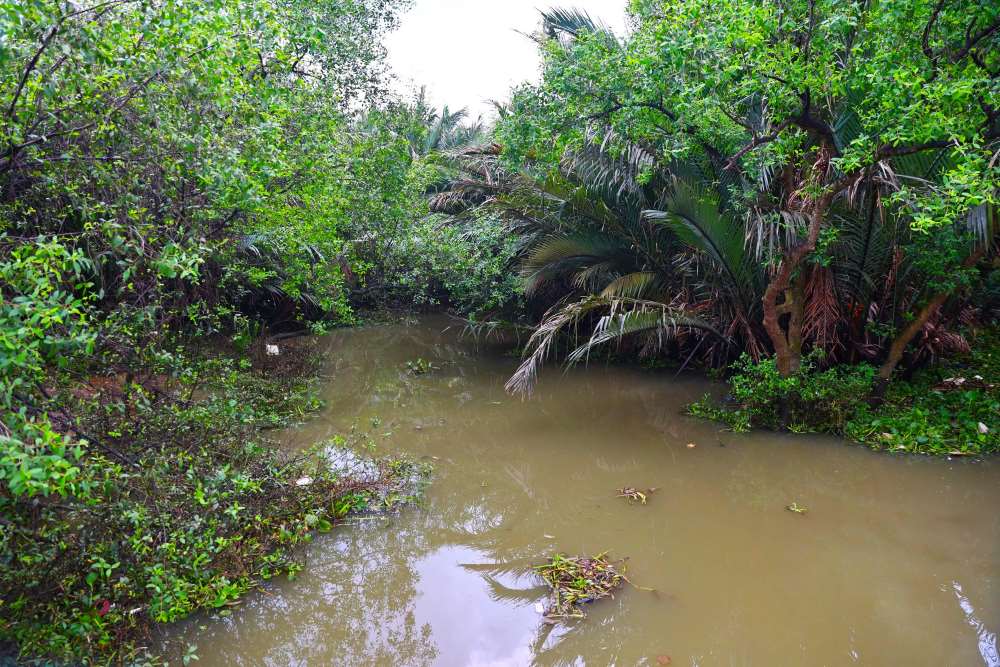 Cay coi dac trung vung dam lay nhu dua nuoc, tram, lau say phat trien tu nhien. Ảnh: Anh Tu