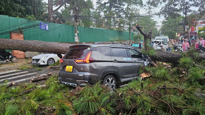 La escena de los antiguos pinos se enciende, derramando por el camino en la ciudad de Dalat (Lam Dong). Foto: Lam Hong