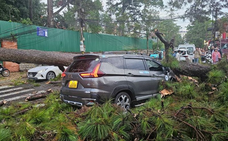 The scene of an ancient pine tree being uprooted and falling onto the road in Da Lat city (Lam Dong). Photo: Lam Hong