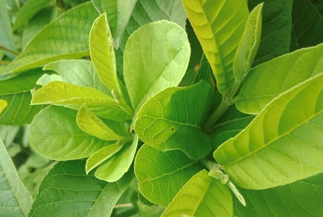 Guava leaf tea is effective in controlling blood sugar. Photo: Kieu Vu.
