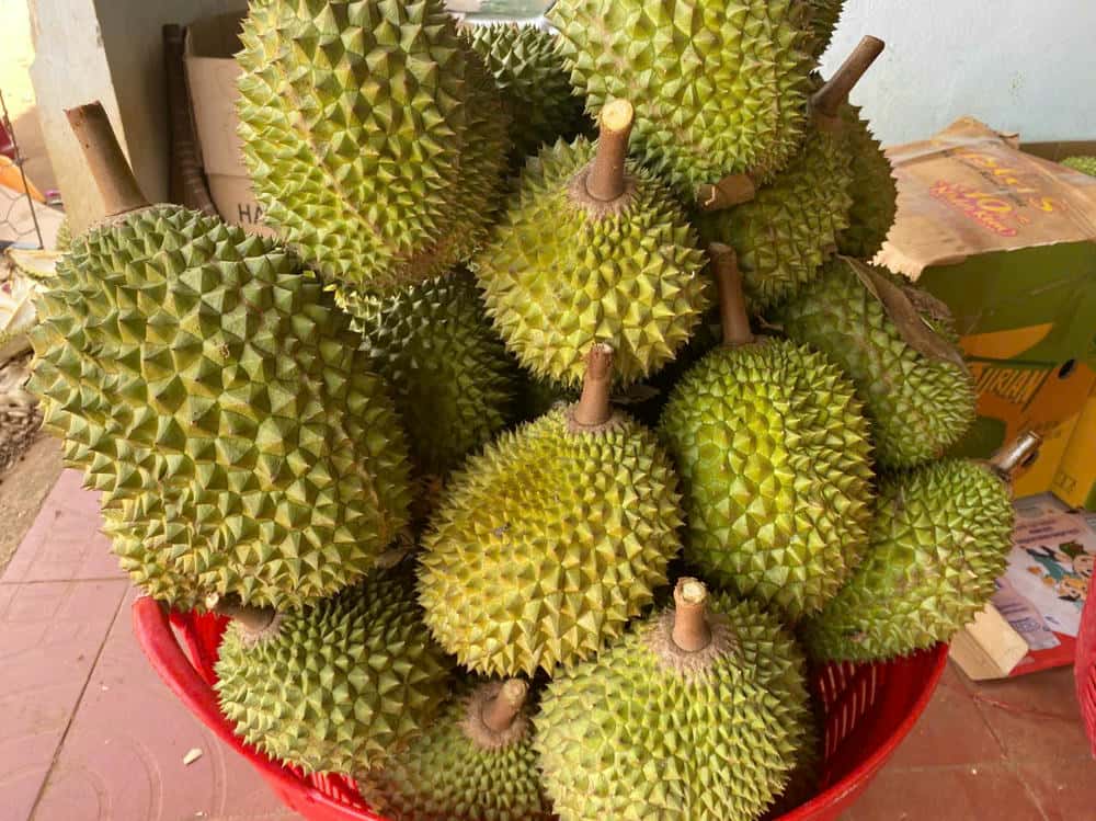 Musang King durian is organic but cannot be exported, and must be sold domestically, causing clean farmers to have reduced income. Photo: Thanh Tuan