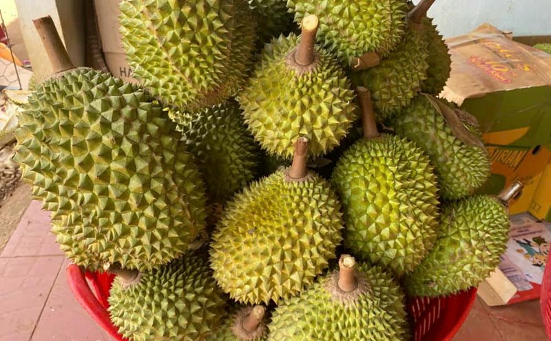 Musang King durian is organic but cannot be exported, and must be sold domestically, causing clean farmers to have reduced income. Photo: Thanh Tuan