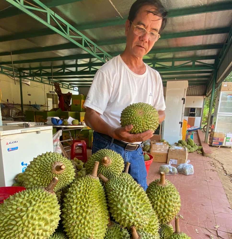 Ông Sâm kiểm tra chất lượng các quả sầu riêng hữu cơ. Ảnh: Thanh Tuấn 