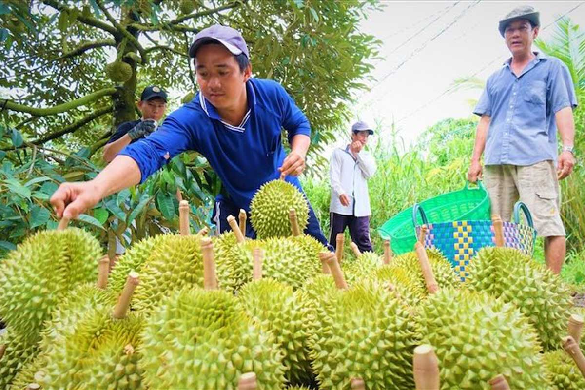 Thu hoach sau rieng o Can Tho. Anh: Phong Linh
