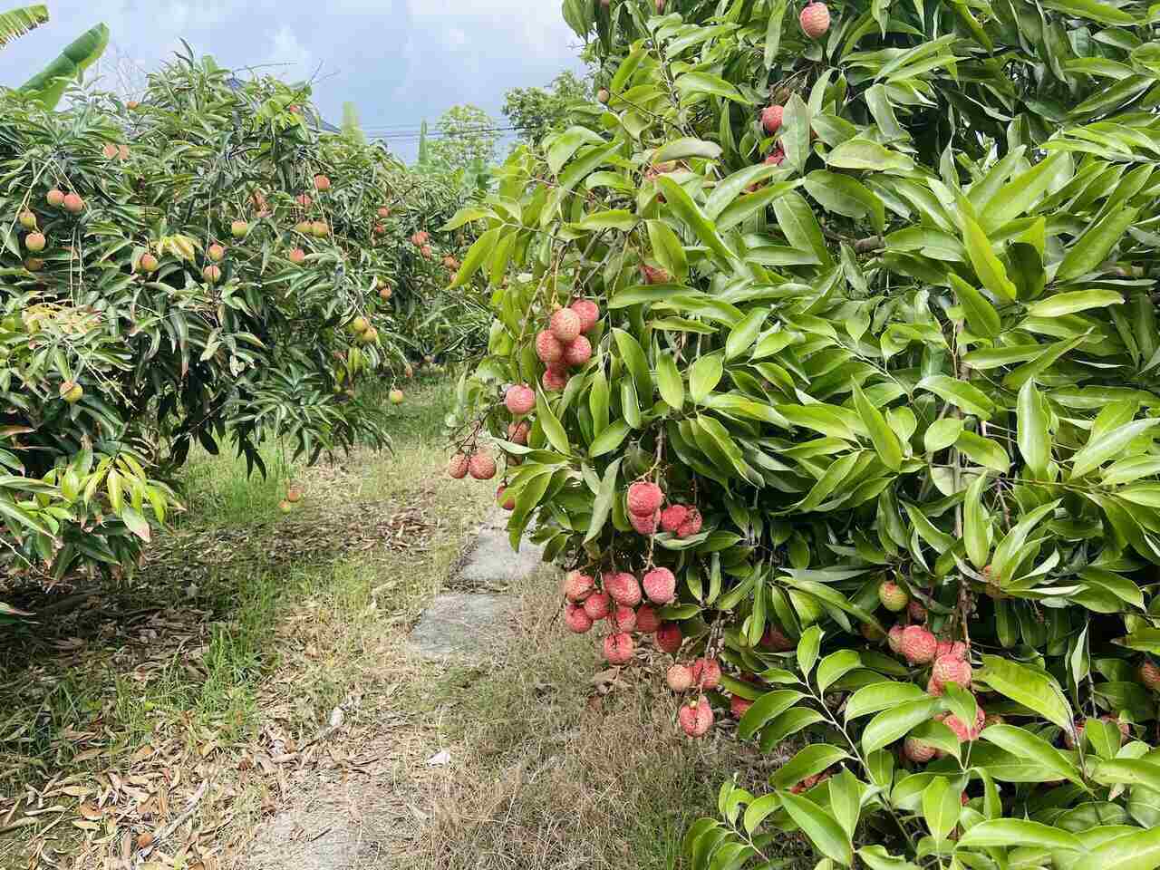 La temporada de Thanh Ha Lychee de este año tiene un parachoques con una produccion estimada de 38,000 toneladas. Foto: Mai Huong