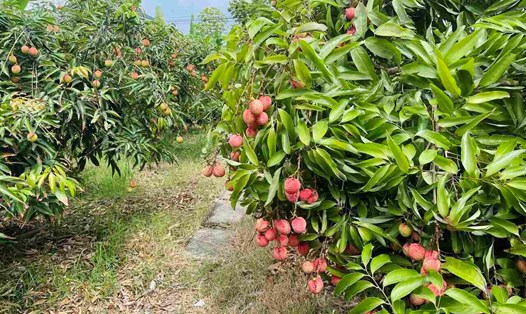 Mùa vải thiều Thanh Hà năm nay bội thu với sản lượng ước đạt 38.000 tấn. Ảnh: Mai Hương