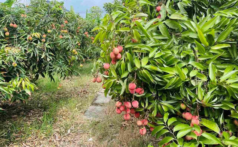 This year's Thanh Ha seaweed season is bumper with an estimated output of 38,000 tons. Photo: Mai Huong