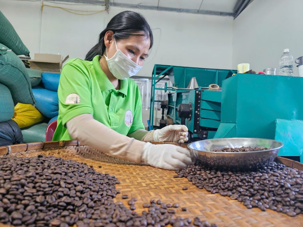 Coffee prices fell sharply after a long period of price increases. Photo: Thanh Quynh