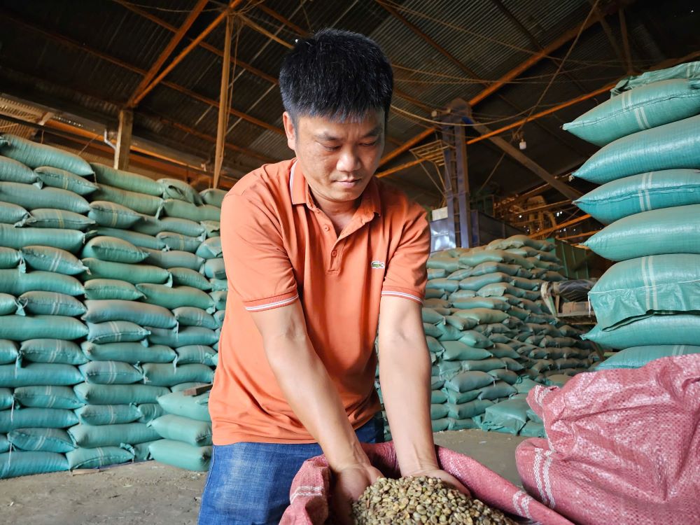 Gia ca phe da giam 39.000 dong/kg so voi luc dinh diem. Anh: Thanh Quynh