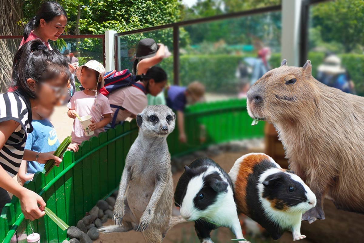 Watching the herd of animals wearing sunglasses, posing extremely cool at the Zoo and Botanical Gardens of Ho Chi Minh City