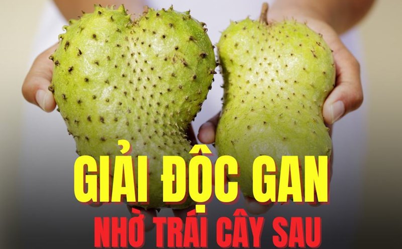 Soursop helps detoxify the liver effectively. Graphics: Tra My