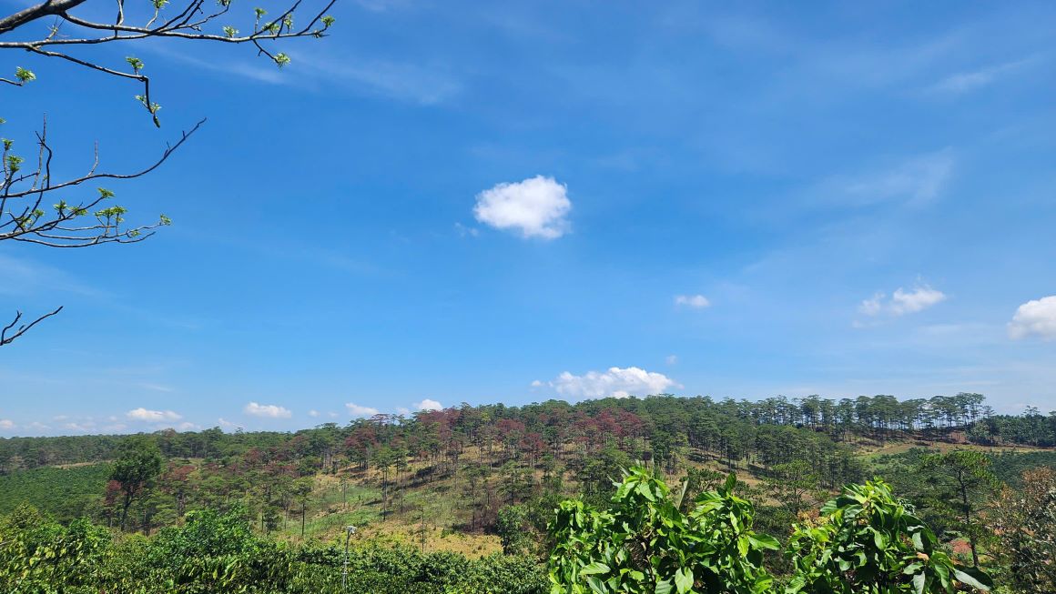 Lam Dong Provincial People's Committee requested clarification of the responsibility for the loss of nearly 57 hectares of forest. Photo: Lam Hong