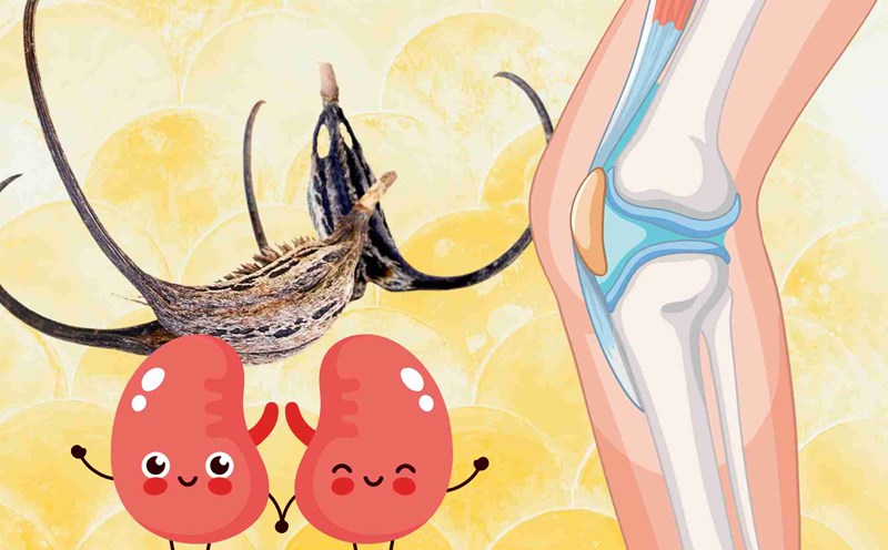 Precious herbs from nature reduce bone and joint pain, enhance kidney function