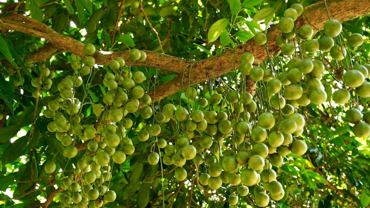 Nhieu loai trai cay duoc mua rot gia khien cac nha vuon ban khoan viec chuyen doi cay trong. Anh: My Ly