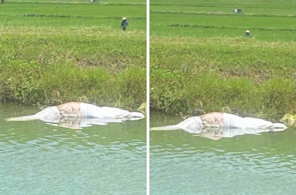The dead pigs thrown into the canal made Cam Due commune residents upset because of environmental pollution and the risk of spreading the disease. Photo: Hai Tuan.