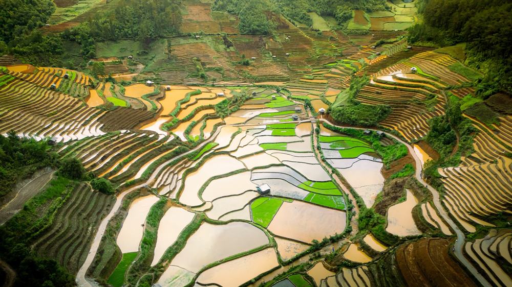 Để chiêm ngưỡng trọn vẹn vẻ đẹp “vạn ánh gương” này, du khách thường tìm đến Mù Cang Chải vào khoảng tháng 5 và tháng 6 hàng năm. Đây là thời điểm người dân bắt đầu cấy lúa, nước được dẫn đều khắp các thửa ruộng, tạo nên một khung cảnh tráng lệ.
