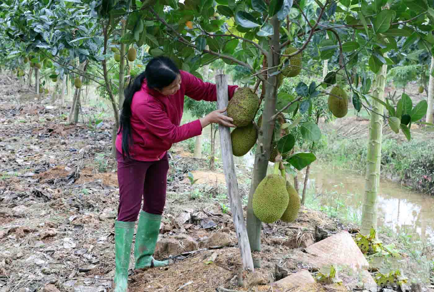 jackfruit is one of the oldest crops. Photo: Bac Ninh Portal