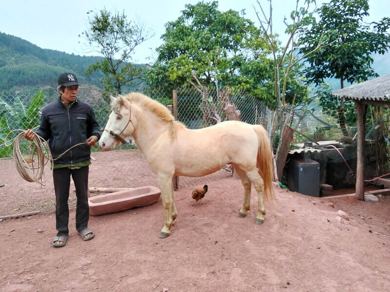 Se ha conservado "sangre blanca" en las altas montañas de Lang Son. Foto: dvccc