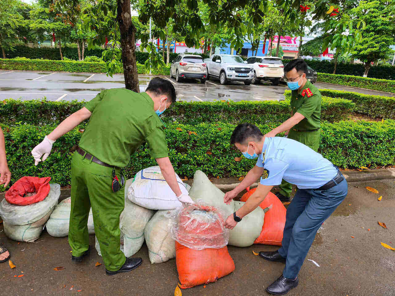 Các lực lượng chức năng tiến hành xử lý và tiêu hủy theo quy định. Ảnh: Công an Sơn La