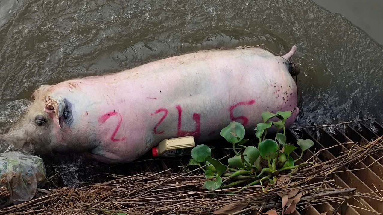 Dead pigs floating on the Phuoc Hoa - Dau Tieng water channel. Photo: Provided by Southern Irrigation Company