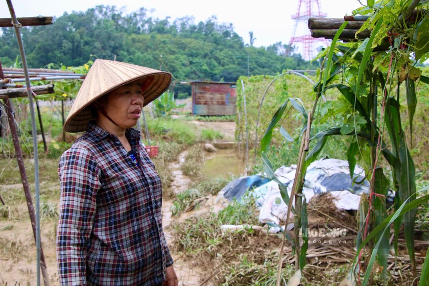 Hon 2.000m2 vuon canh tac cua gia dinh ba Nguyen Thi Hoan bi mat trang. Anh: Nguyen Hoan.