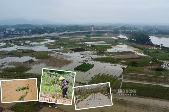 Vựa rau lớn bậc nhất ở Thái Nguyên tan hoang sau trận lũ kéo dài