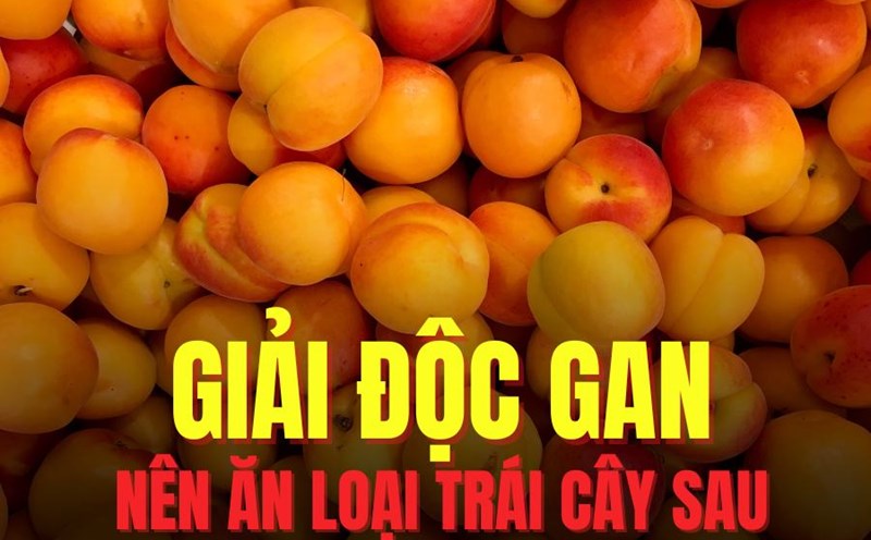 Adding apricots to your diet appropriately helps detoxify the liver effectively. Graphics: Tra My