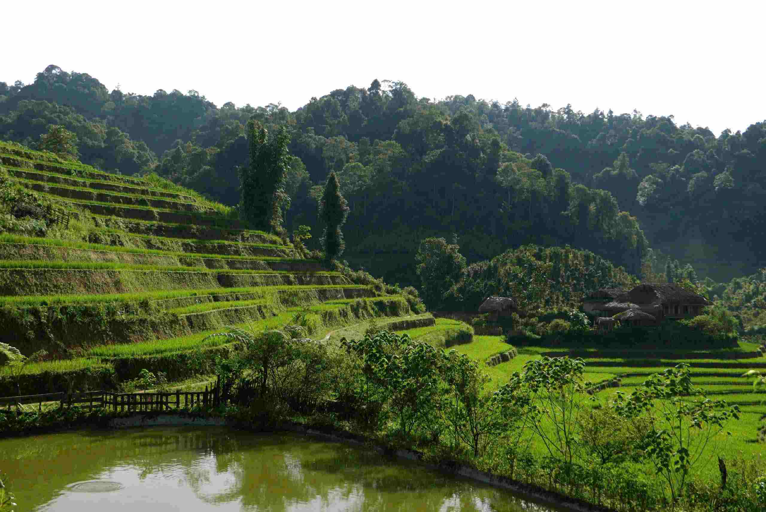 Ruong bac thang ngay truoc nha chi Vang Thi Thong, Ban Lien vao mua lua xanh muot. Anh: Do Phuc