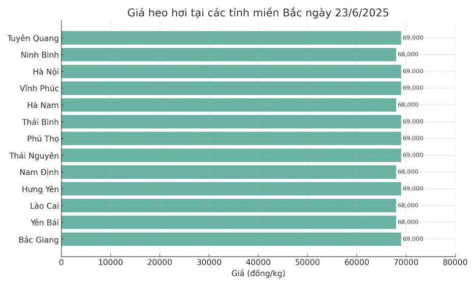 Gia heo hoi mien Bac hom nay 23.6. Do hoa: Thuy Linh